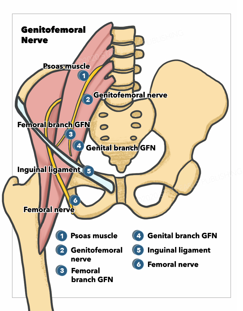 Genitofemoral Nerve