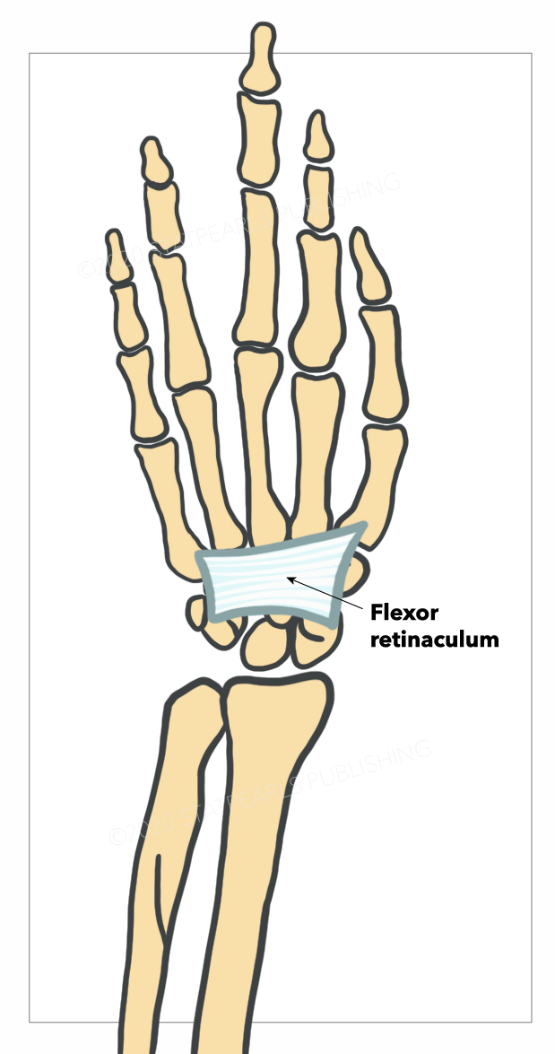 Flexor retinaculum, wrist