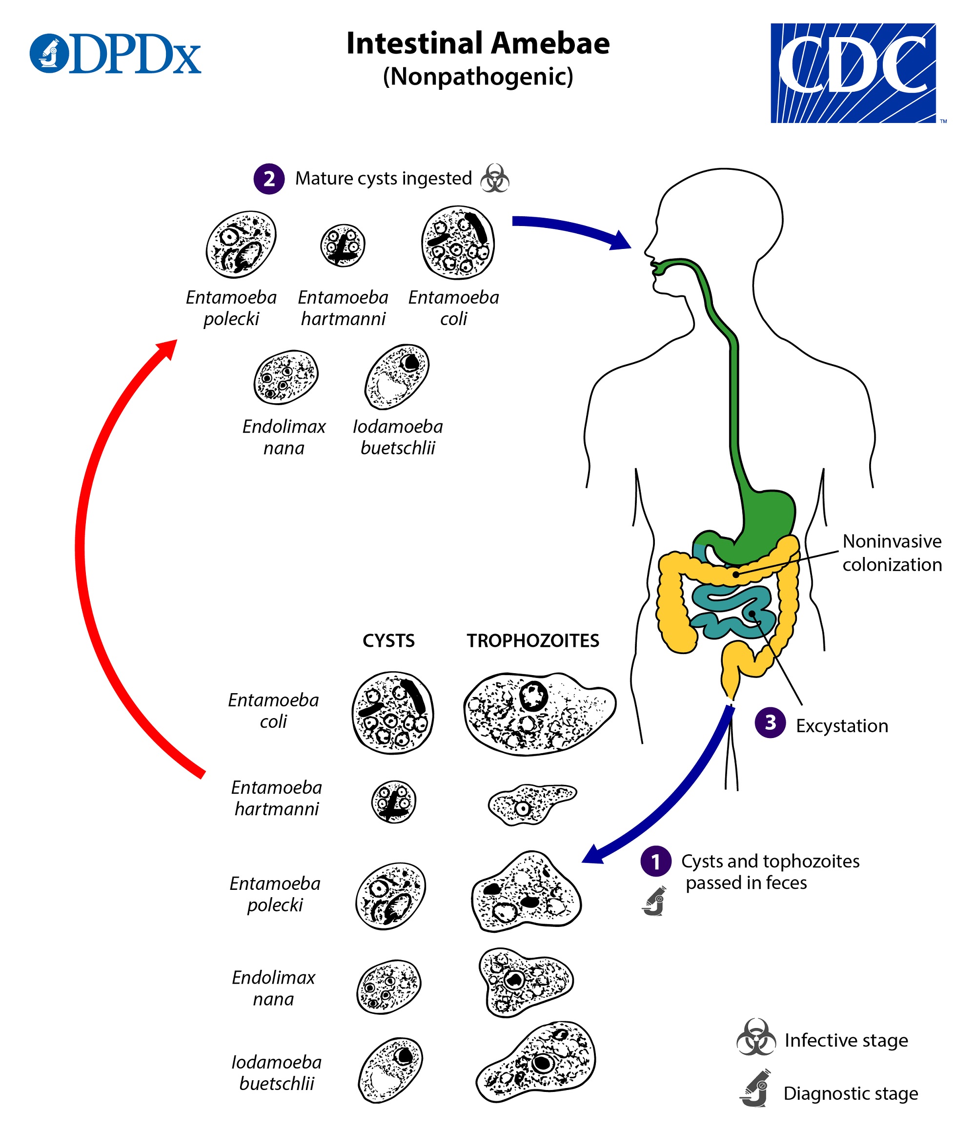 Life cycle of nonpathogenic intestinal amebae include several Entamoeba species (Entamoeba coli, Entamoeba hartmanni, and Entamoeba polecki), Endolimax nana, and Iodamoeba buetschlii (=I. bütschlii).