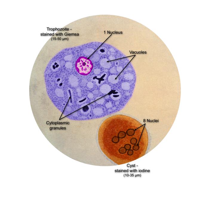 This illustration of a composite photomicrograph reveals the ultrastructural details seen in two stages of the life cycle of the parasite, Entamoeba coli, including its cystic stage in the lower right, which was stained with iodine, and its Giemsa-stained, vegetative, trophozoite stage at center left