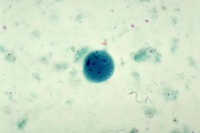 This trichrome-stained photomicrograph, depicted a mature, Entamoeba coli cyst, containing five, clearly visible nuclei, and a what may have been a sixth nucleus, which was outside the focal plane, and therefore, out of focus. The cyst also contained a visible chromatoid body.