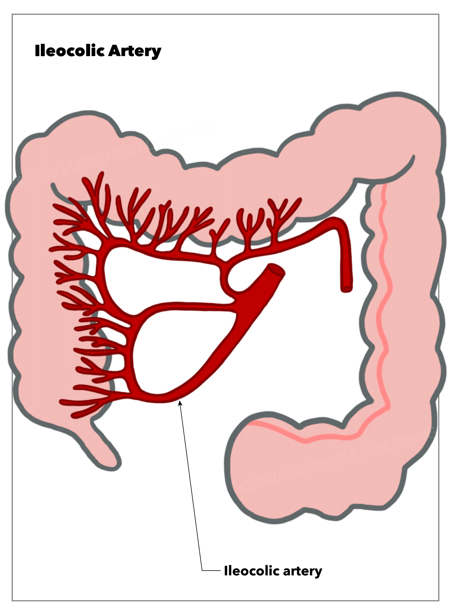 Ileocolic artery, intestine