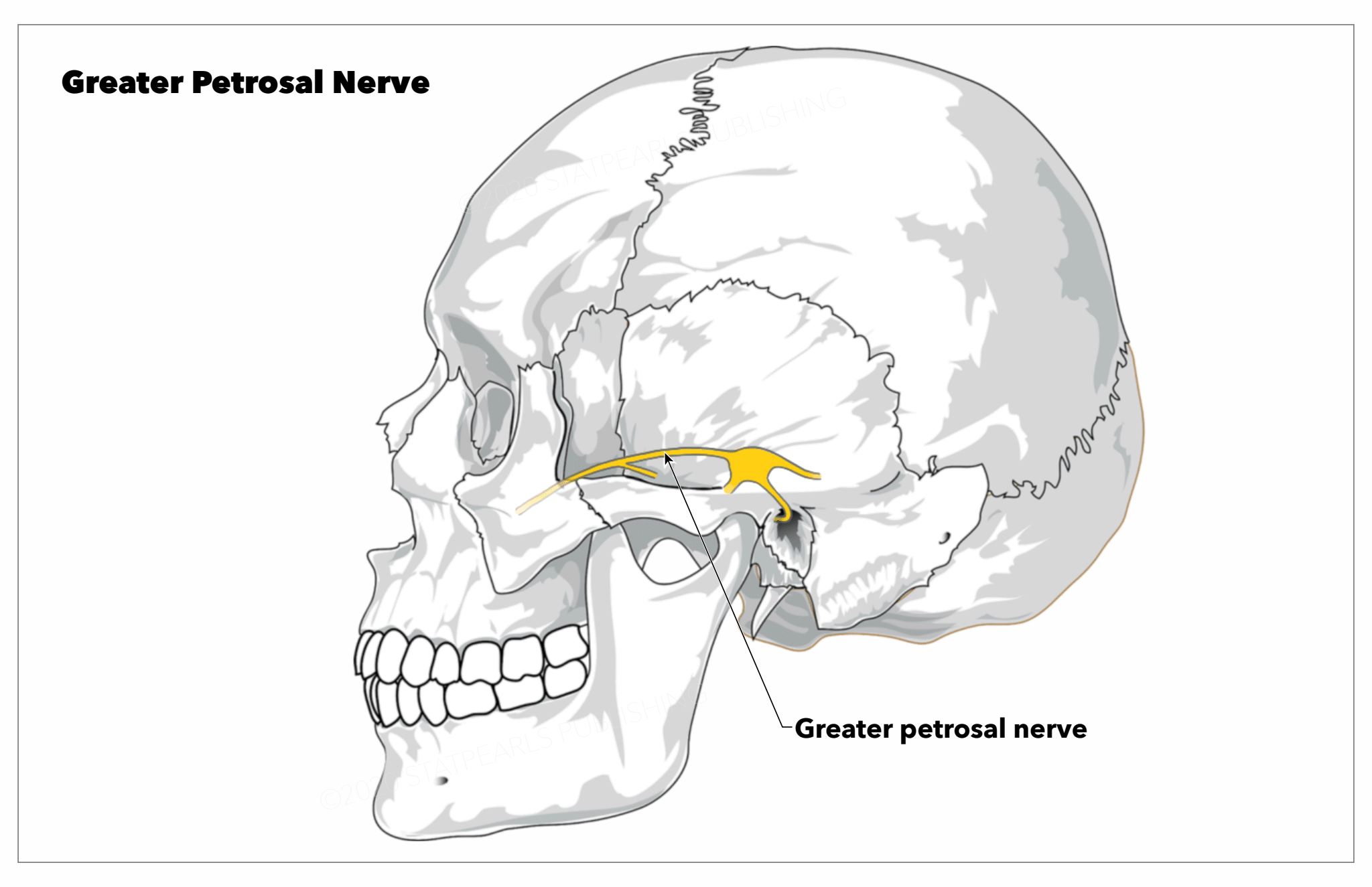 Greater petrosal nerve