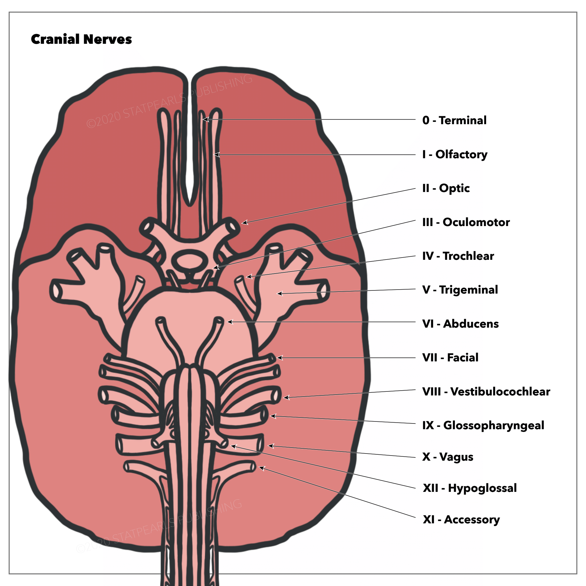 Cranial Nerves, Terminal, Olfactory, Optic, Oculomotor, Trochlear, Trigeminal, Abducens, Facial, Vestibulocochlear, Glossopharyngeal, Vagus, Hypoglossal