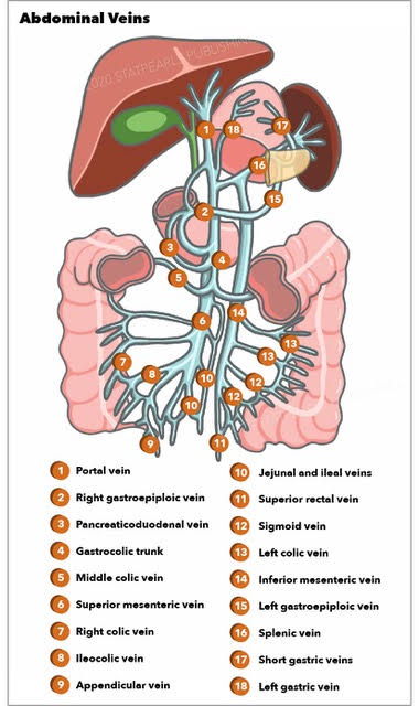 Portal vein, right gastroepiploic vein, pancreaticoduodenal vein, gastrocolic trunk, middle colic vein, right colic vein, Ileocolic vein, appendicular vein, jejunal and ileal veins, superior rectal vein, sigmoid vein, left colic vein, inferior mesenteric vein, left gastroepiploic vein, splenic vein, short gastric vein, left gastric vein