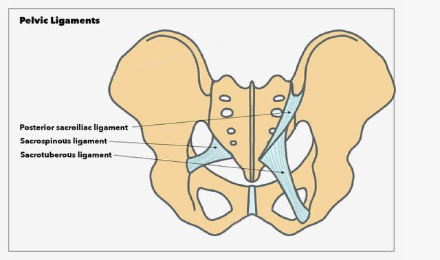 Pelvic ligaments, posterior sacroiliac ligament, sacrospinous ligament, sacrotuberous ligament