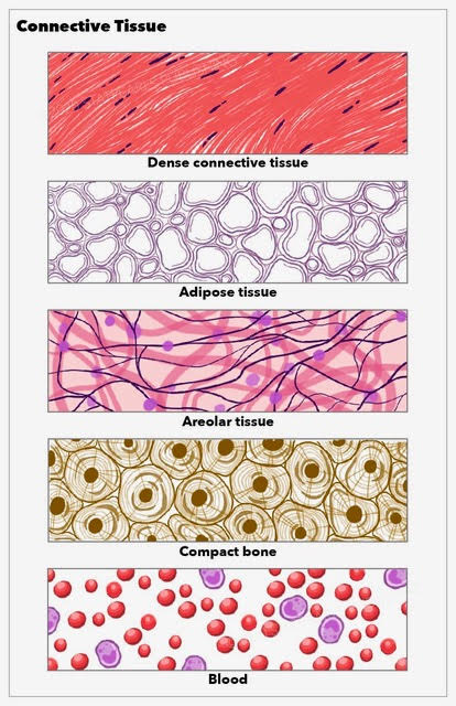 Connective tissue, dense, adipose, areolar, compact bone, blood