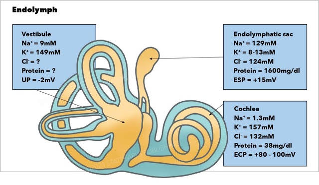 Endolymph, vestibule, endolymphatic sac, cochlea