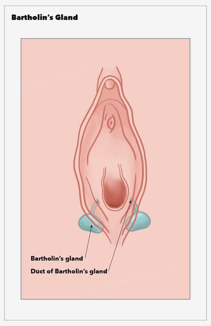 Bartholin’s Gland