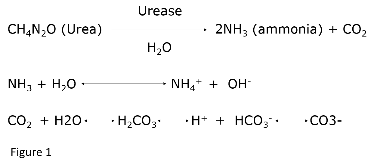Equations showing breakdown of urea into ammonium and bicarbonate ions.