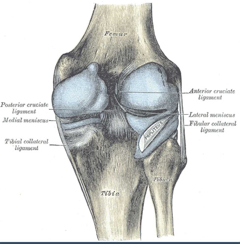 Knee Ligaments: Posterior cruciate, Medial meniscus, Tibial collateral, Anterior cruciate, Lateral meniscus, and Fibular collateral