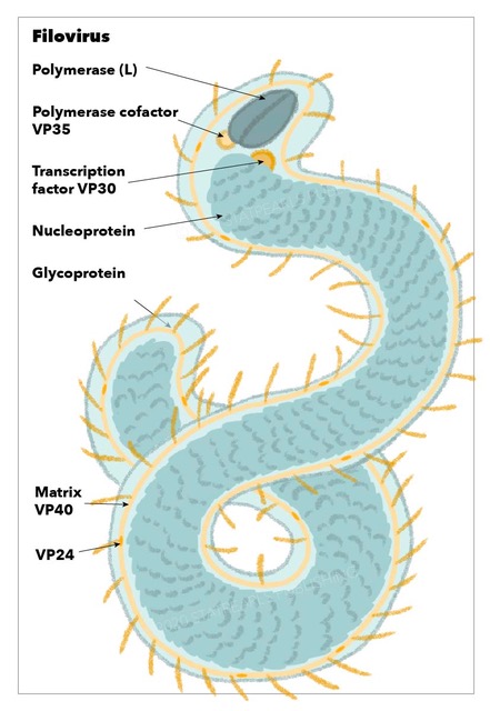 Filovirus, polymerase, transcription factor VP30, nucleoprotein, glycoprotein, matrix, VP24