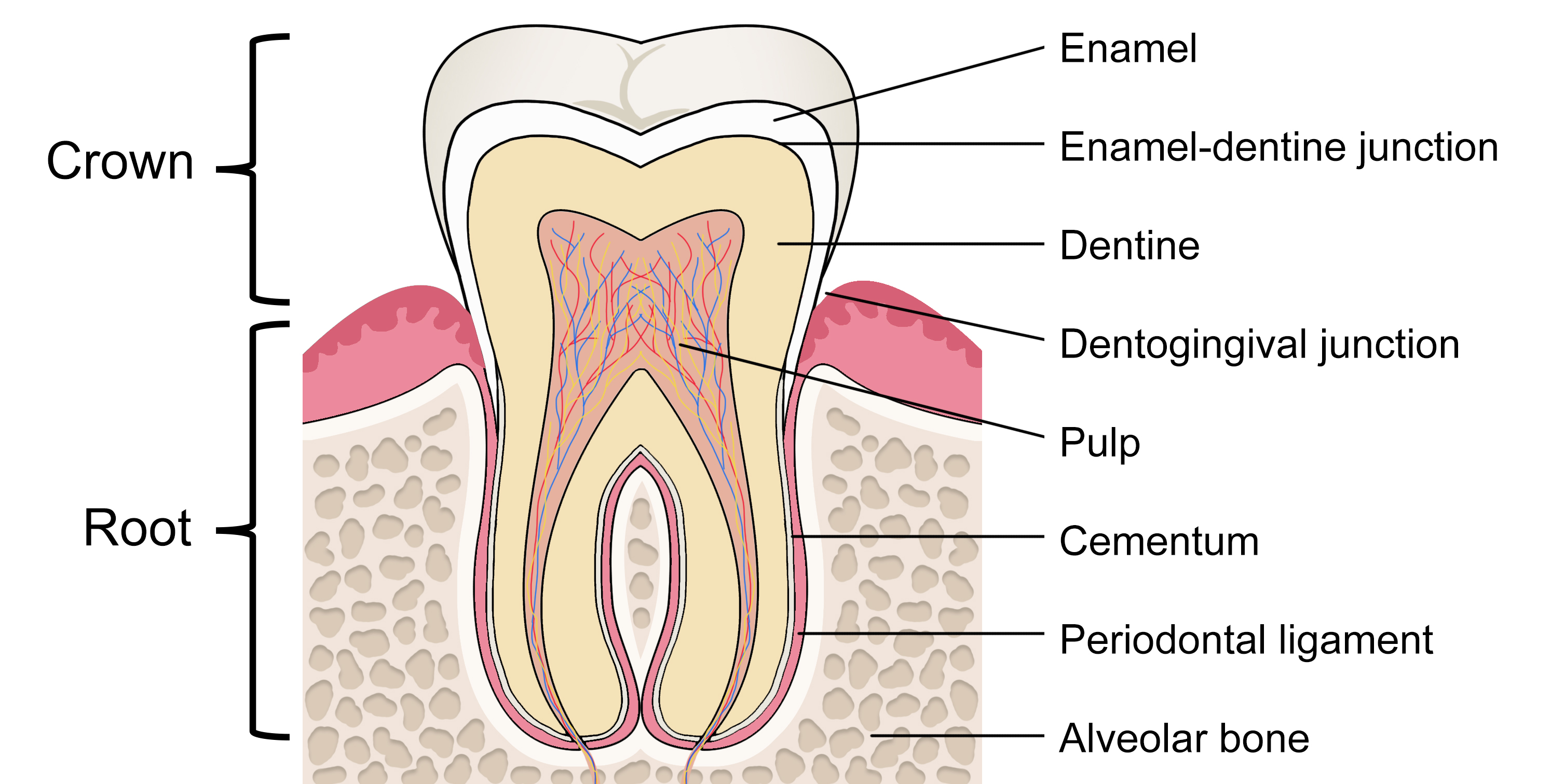 A cross-section of a permanent mandibular molar tooth within the alveolar bone