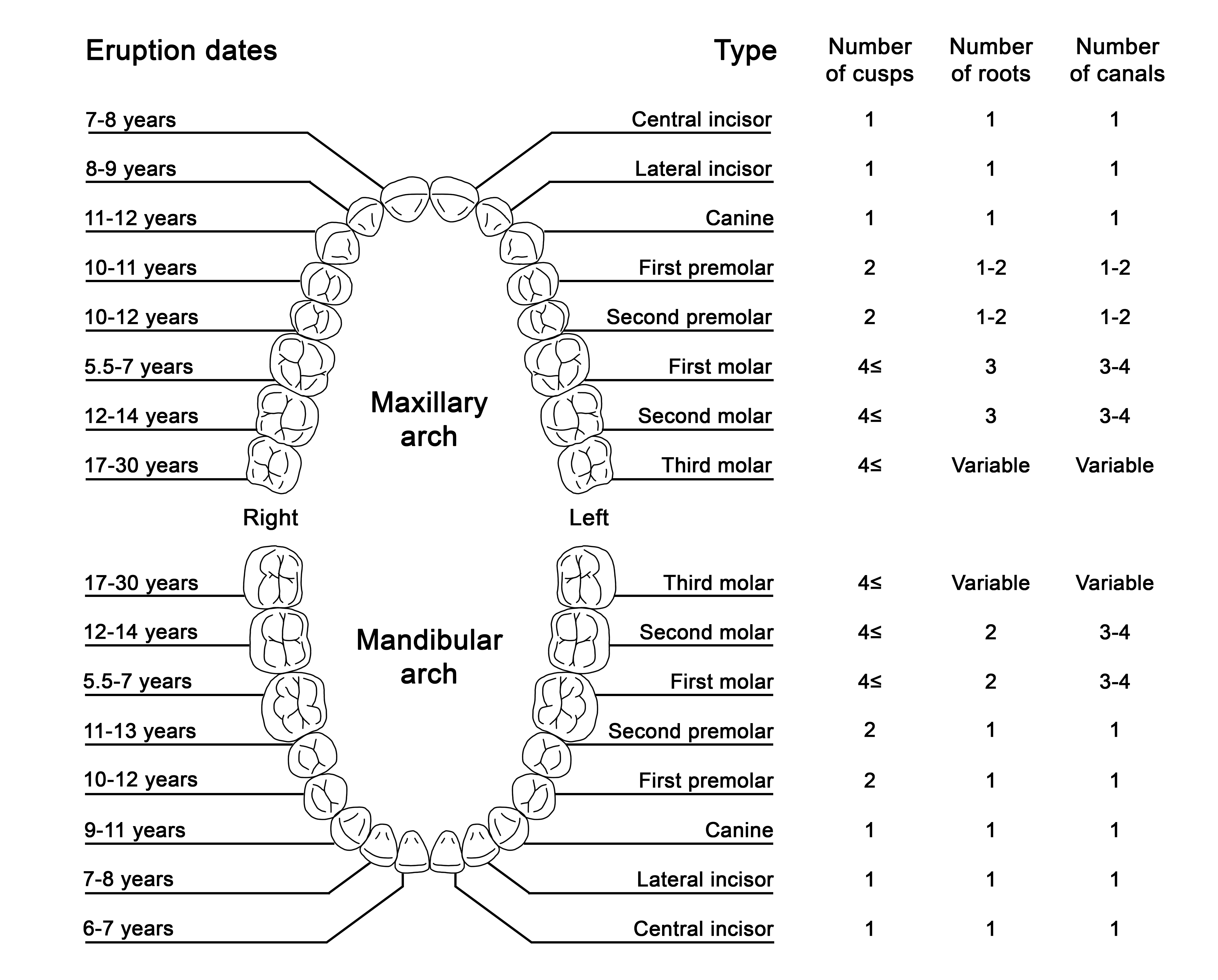 The permanent dentition - eruption dates and tooth morphology