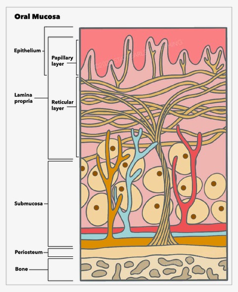 Oral Mucosa, epithelium, lamina propria, submucosa, periosteum, bone, papillary layer, reticular layer
