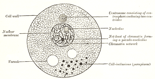 Cell wall, Nuclear membrane, Vacuole, Nucleolus, Centrosome, Cell inclusions