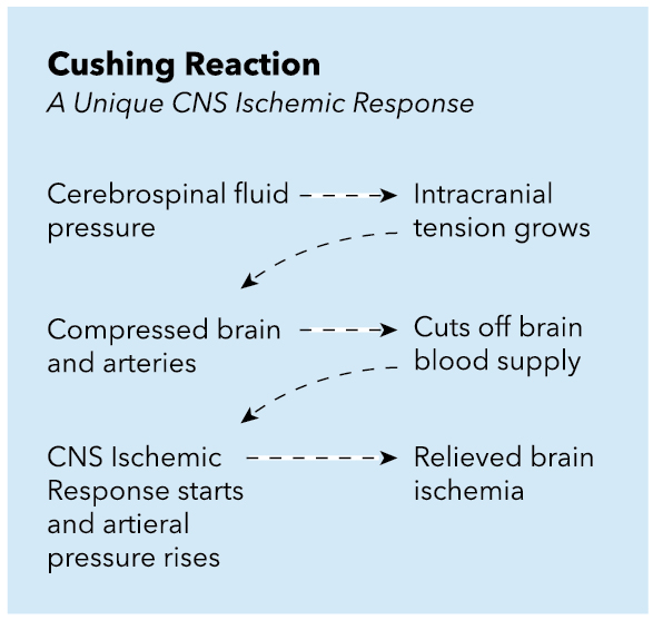 Cushing reaction, CNS Ischemic response, cerebrospinal fluid pressure, Compressed brain and arteries, Intracranial tension grows, Cuts off brain blood supply, CNS Ischemic Response starts and arterial pressure rises, Relieved brain ischemia
