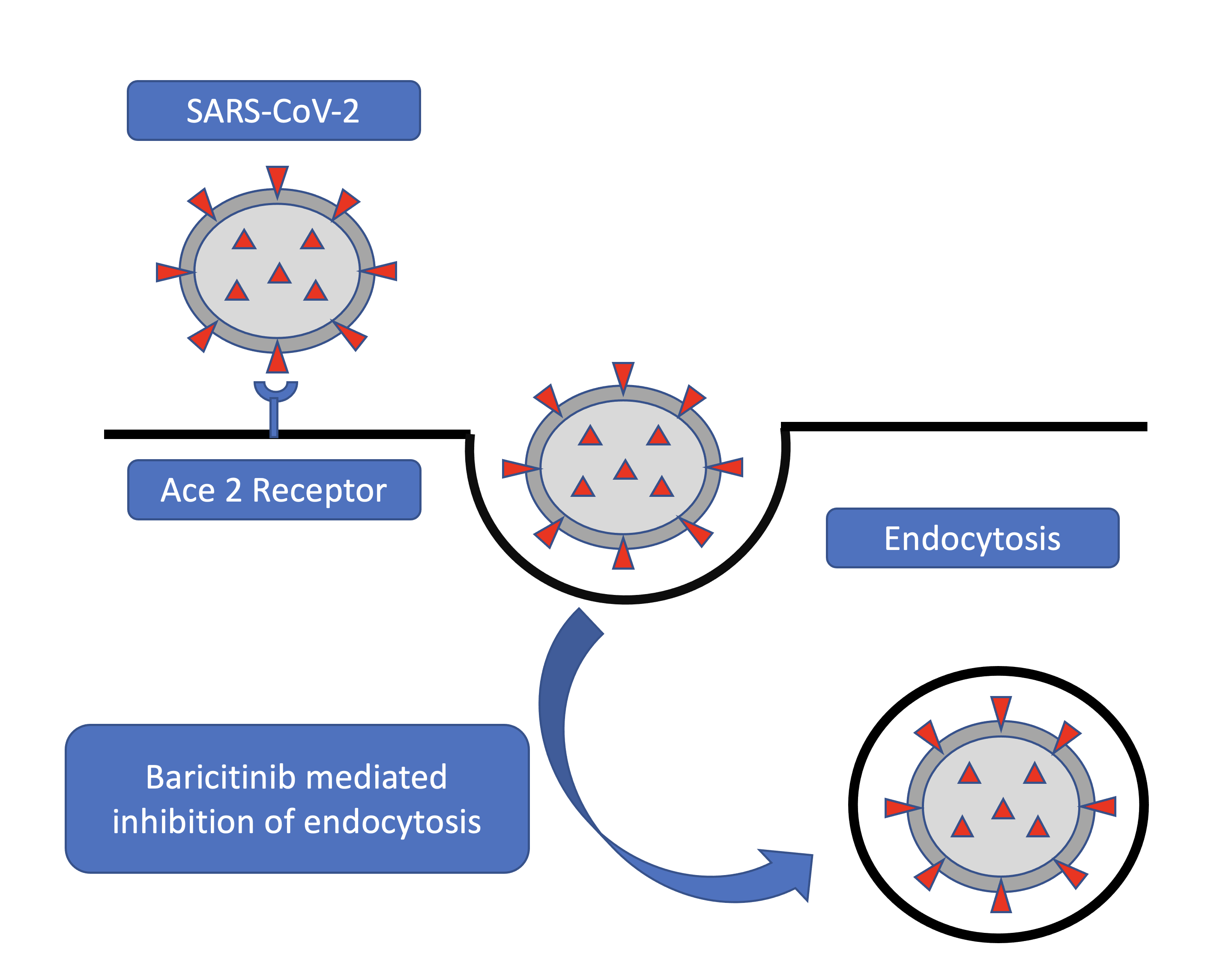Endocytosis of SARS-CoV-2