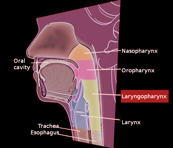 Hypopharynx (Laryngopharynx)
