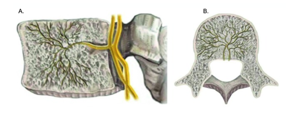 Sagittal (A) and axial views (B) of the basivertebral nerve as it enters the vertebral body through the basivertebral foramen, and the midline nerve tree, the anatomical target site for the ablative procedure