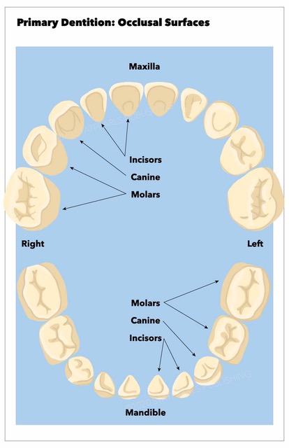 Primary Dentition Occlusal Surfaces, incisors, canine, molar, maxilla, mandible