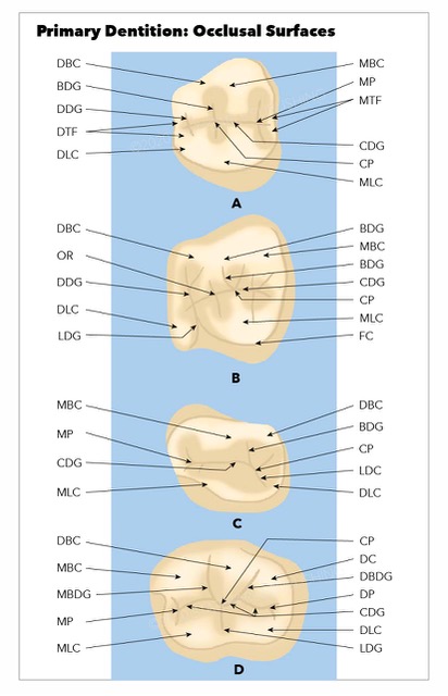 Primary dentition: occlusal surfaces