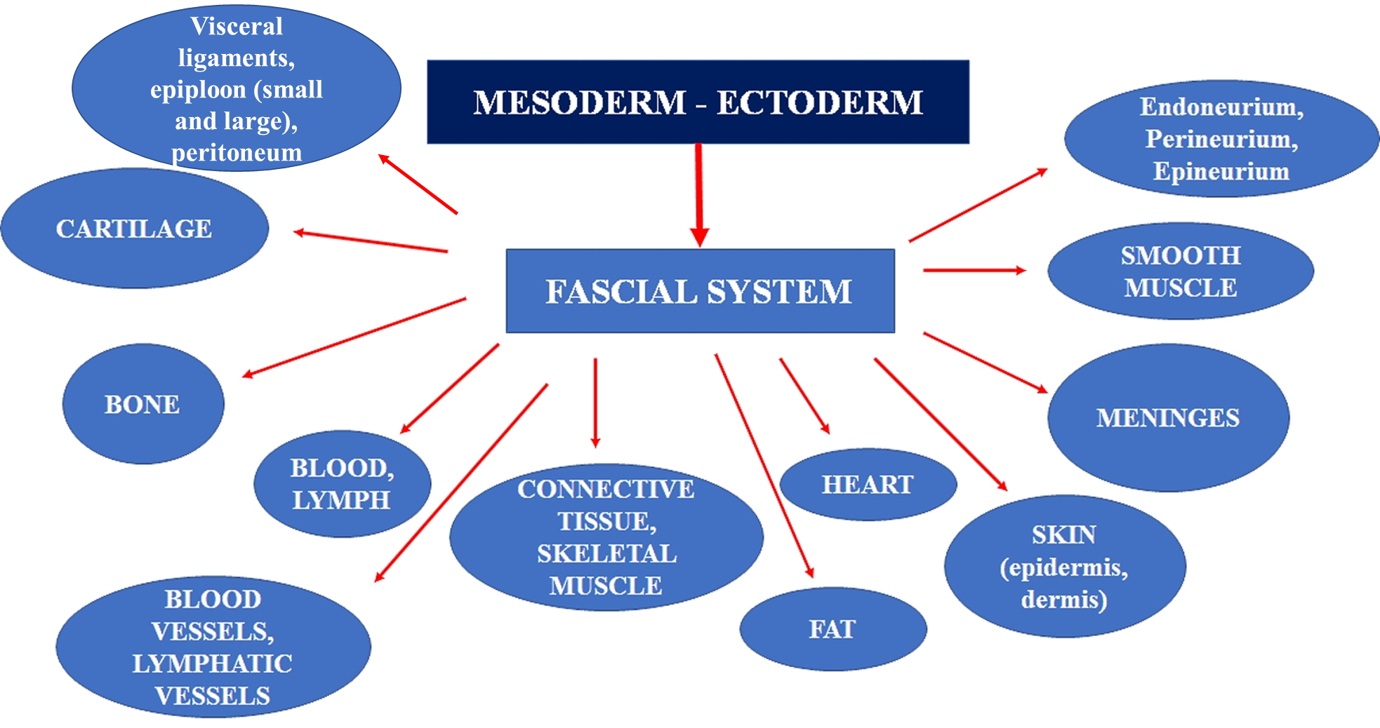 From embryology we can determine what should be considered fascial tissue.