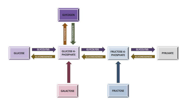 Diagram of the relationship between the processes of carbohydrate metabolism, including glycolysis, gluconeogenesis, glycogenesis, glycogenolysis, fructose metabolism, and galactose metabolism