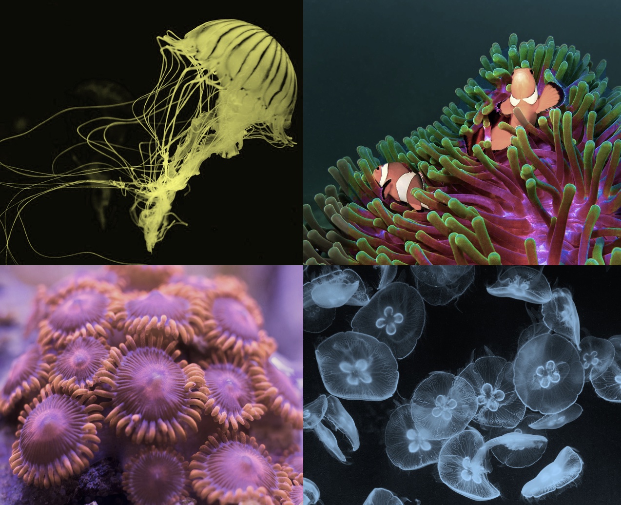Cnidaria - Sea Wasp, Anemone, Jellyfish, Coral,