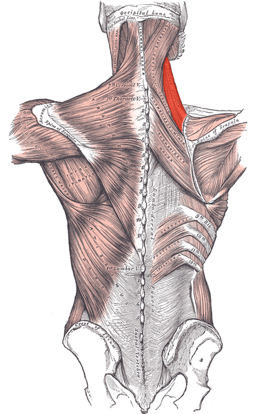 <p>Muscles connecting the upper extremity to the vertebral column, Occipital Bone, Superior Nuchal Line, Sternocleidomastoid, Ligamentum Nuchae, Splenius Capitis of Cervicis, Levator Scapula (highlighted), Rhomboideus Minor and Major, Spine of Scapula, Trapezius, Deltoideus, Teres Major, Infraspinatus, Latissimus Dorsi, Serratus Posterior Inferior, Lumbar Triangle, Cres of Ilium, Sacral Vertebrae