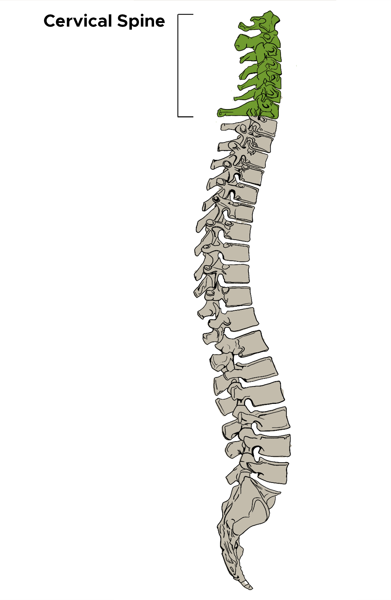Cervical spine illustration