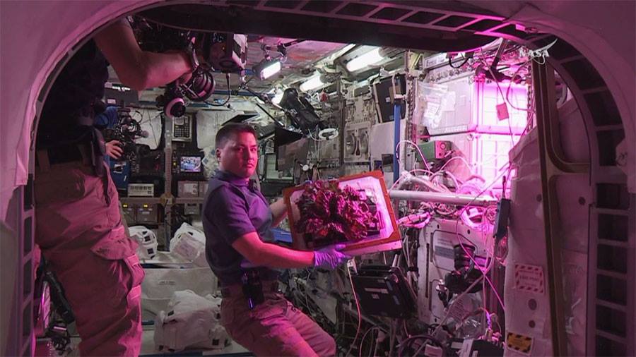<p>"Outredgeous" Red Romaine Lettuce Grown Inside the Veggie System at the International Space Station</p>