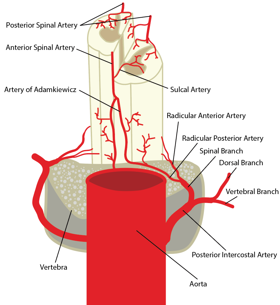 Spinal Arteries 2