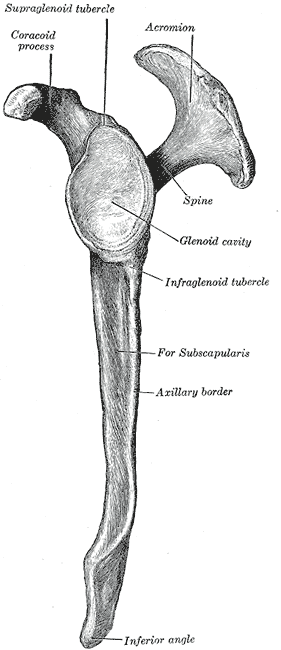 <p>Scapula, Lateral View