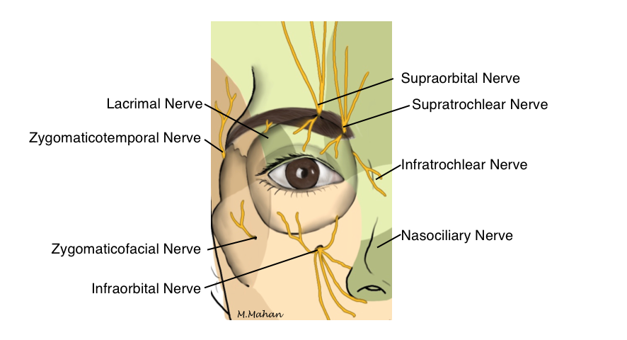 Sensory nerve branches supplying the eyelids and midface.