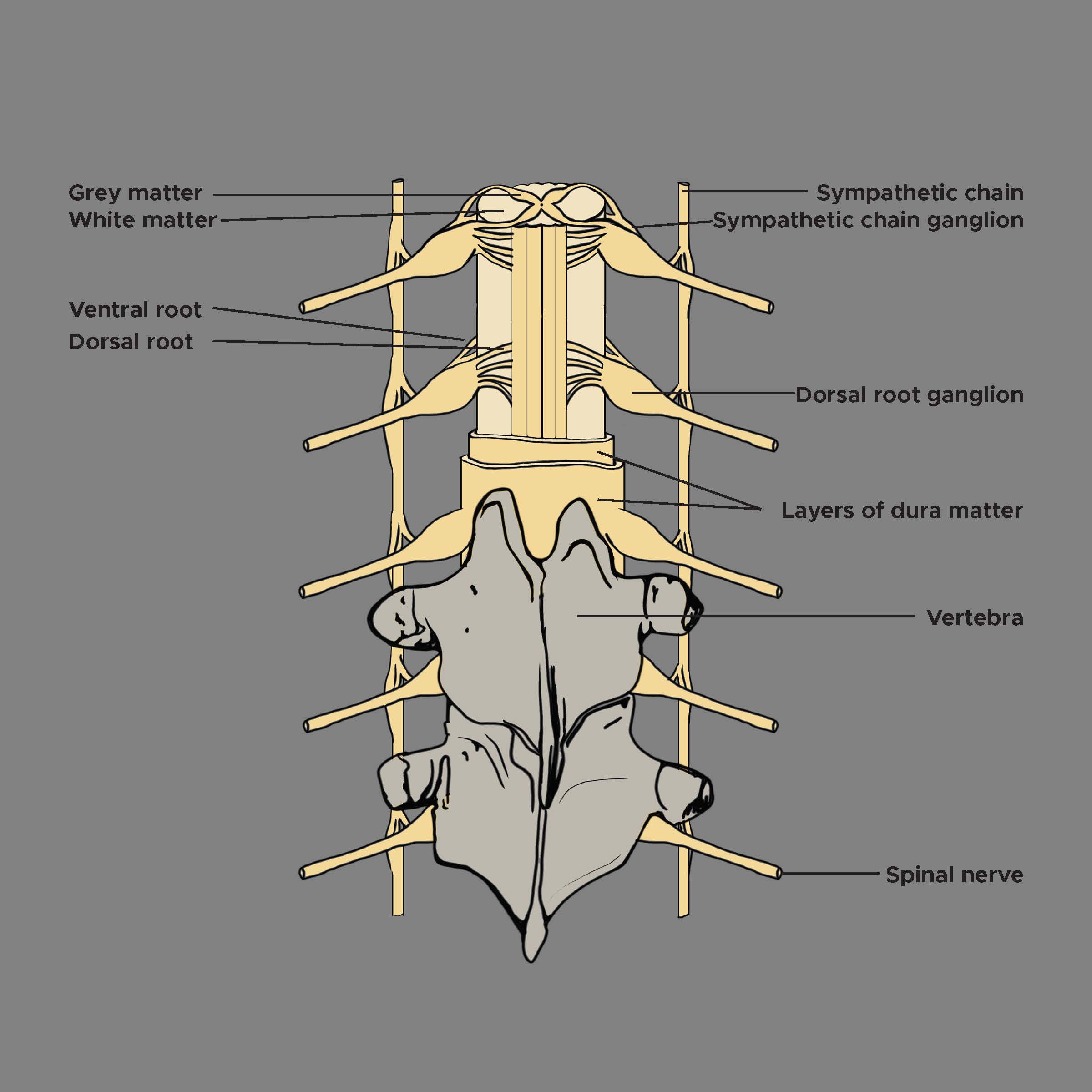 Dorsal root ganglion, vertebrae, grey and white matter