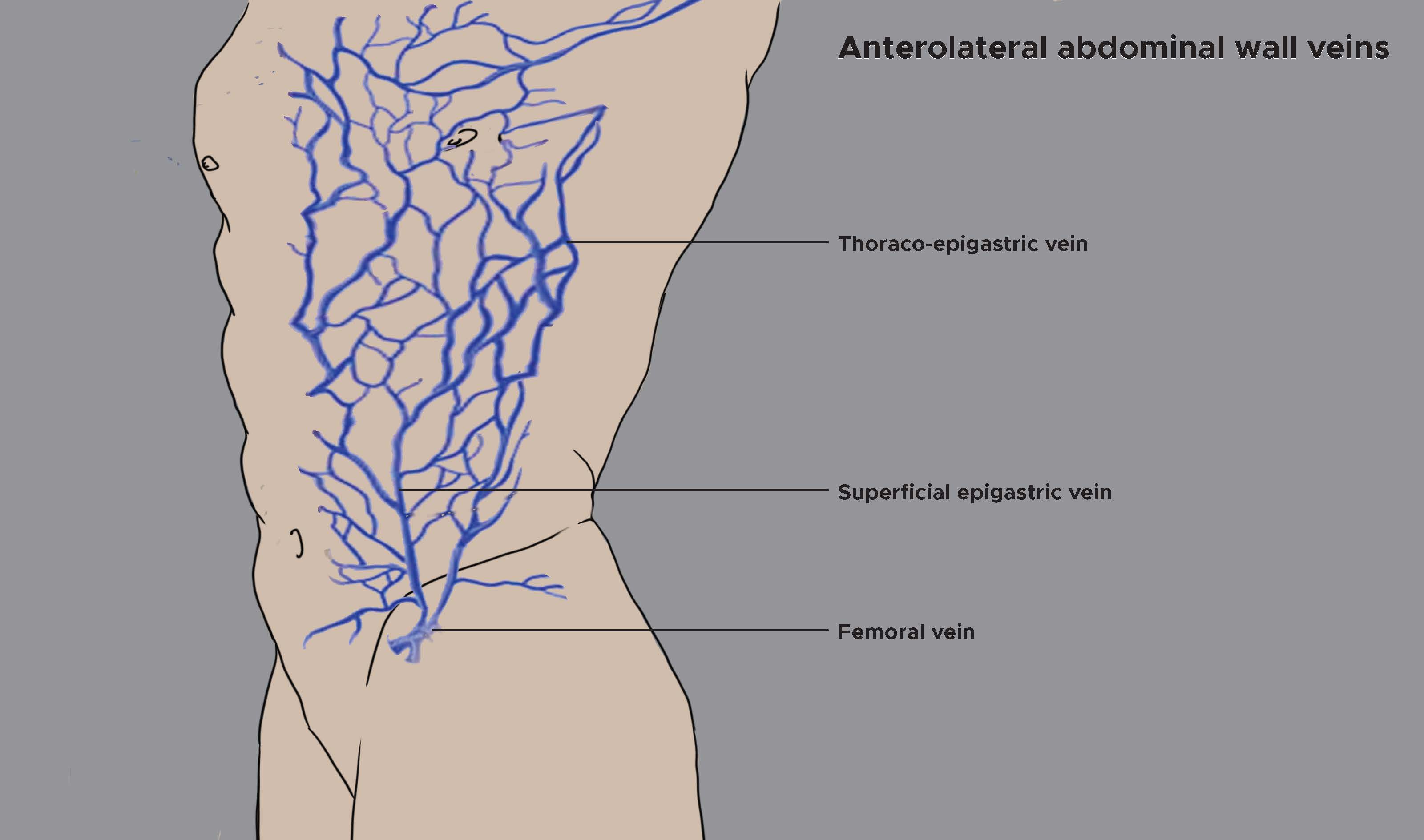 Abdominal wall veins, anterolateral