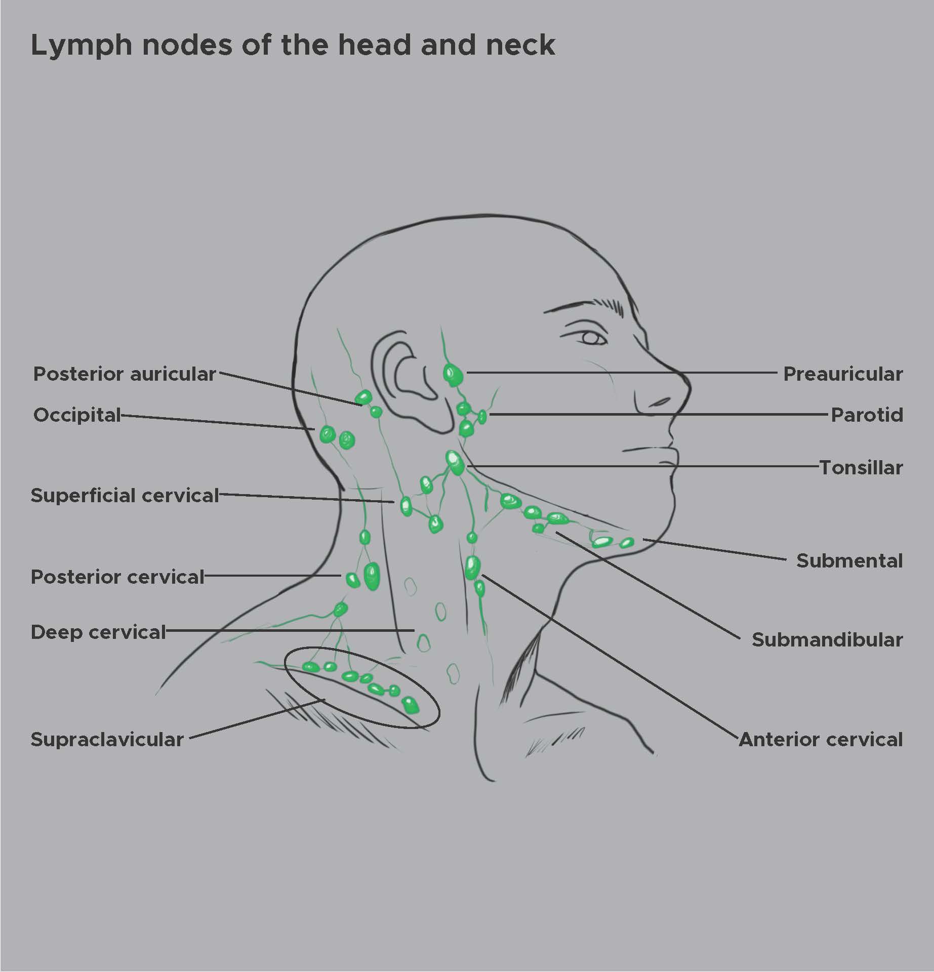 Illustration of the lymph nodes of the head and neck