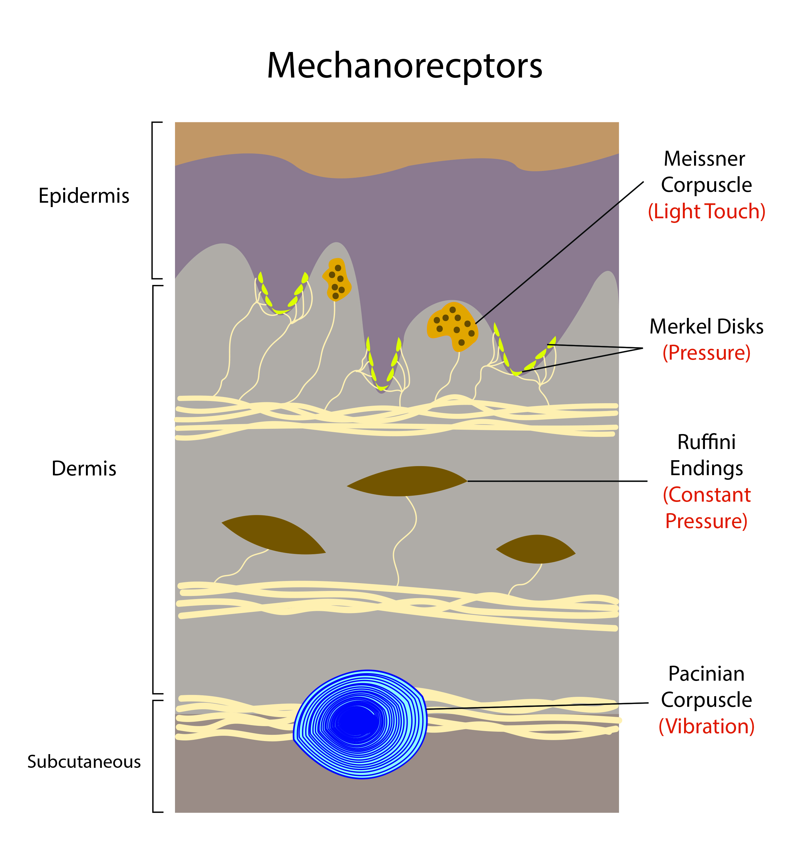 Diagram of the different mechanoreceptors located throughout the layers of the skin.