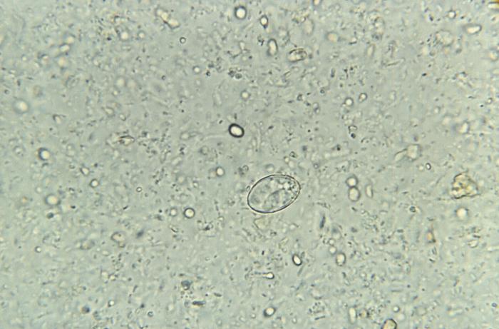 From CDC, "this photomicrograph depicts a sporocyst of the parasite, Sarcocystis hominis, formerly known as Isospora hominis."