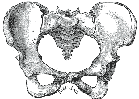 Pelvis, Female, Pubic Arch, Brim of lesser Pelvis, 