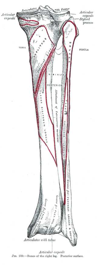 <p>Posterior View of Right Leg Bone Anatomy