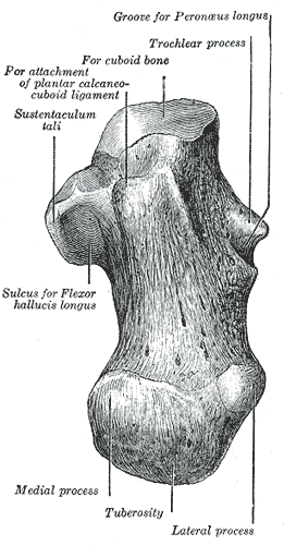 Calcaneus, trochlear process, Cuboid bone, Plantar calcaneocuboid ligament, Sustentaculum tali, Sulcus, Flexor hallucis longus, Inferior Surface,