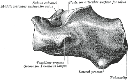Calcaneus, Lateral Surface, Sulcus calcanei, Talus, Peroneus longus,  