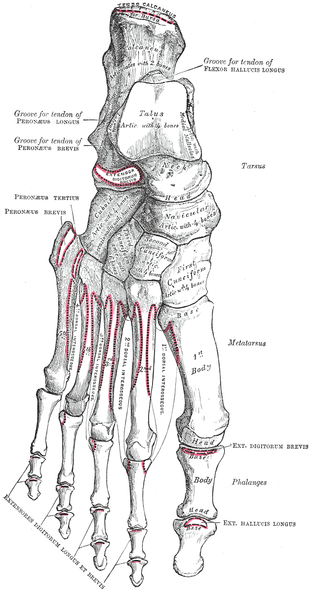 <p>Anatomy of the Dorsal Surface of Right Foot Bones