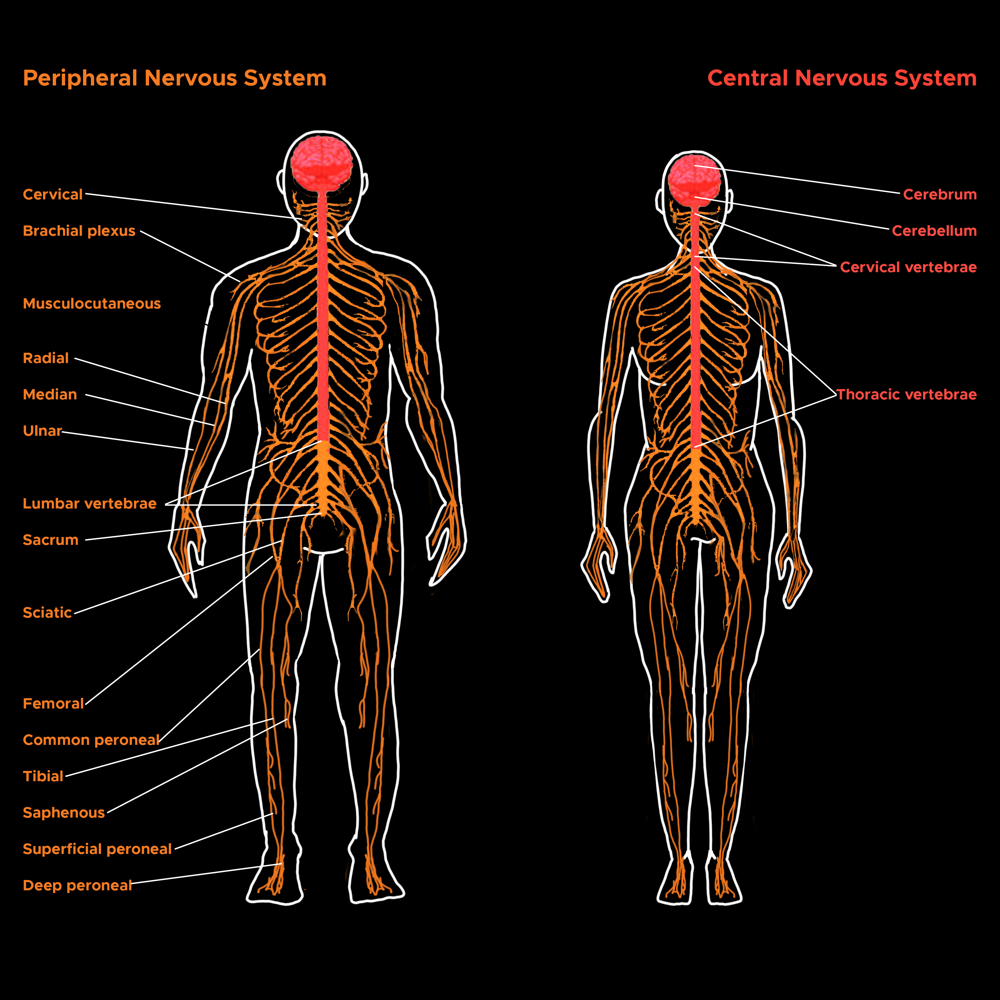 <p>Peripheral and Central Nervous Systems