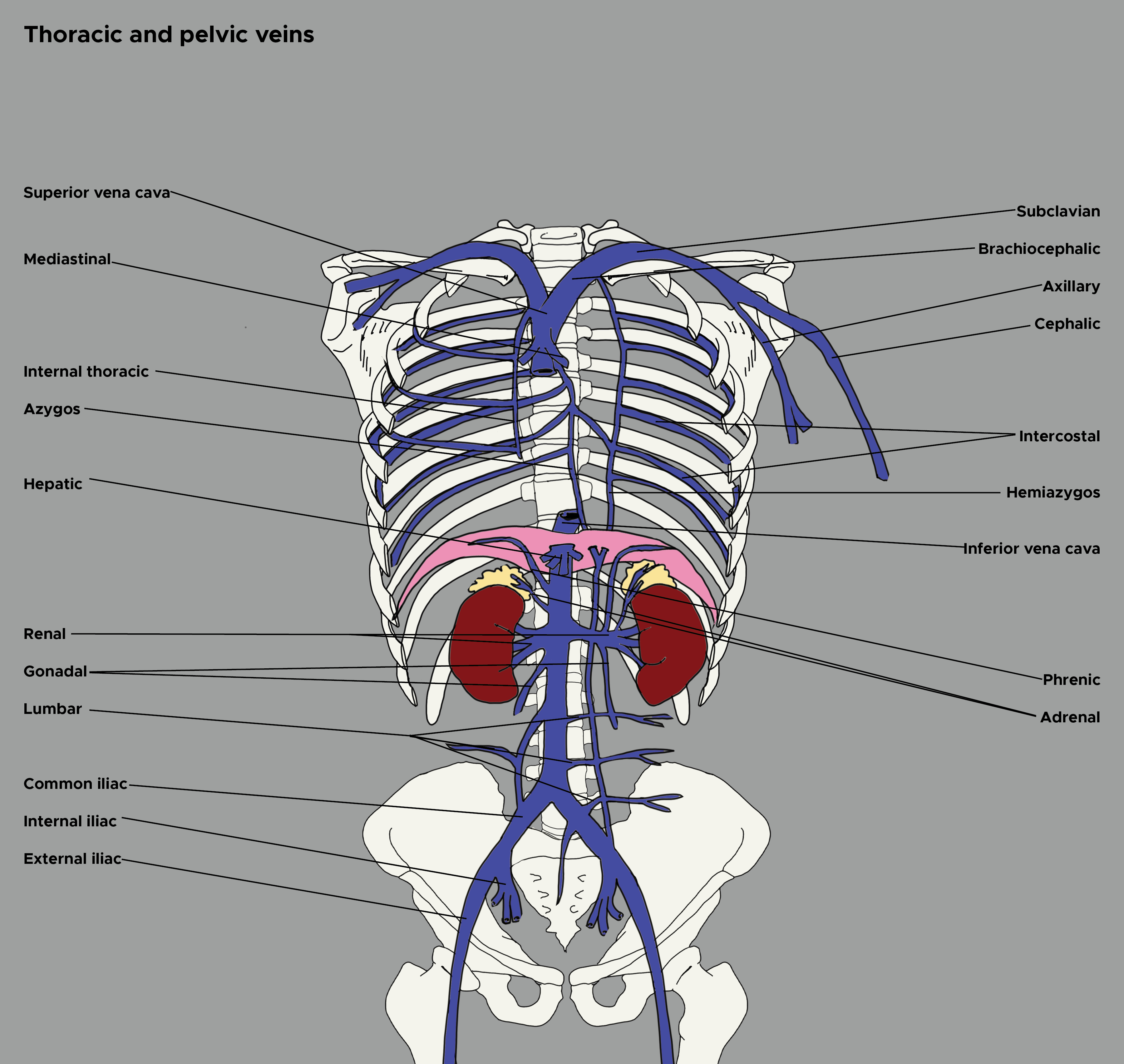 Illustration of thoracic and pelvic veins. Kidneys, diaphragm, adrenal glands, thoracic and pelvic skeleton. Vena cava.