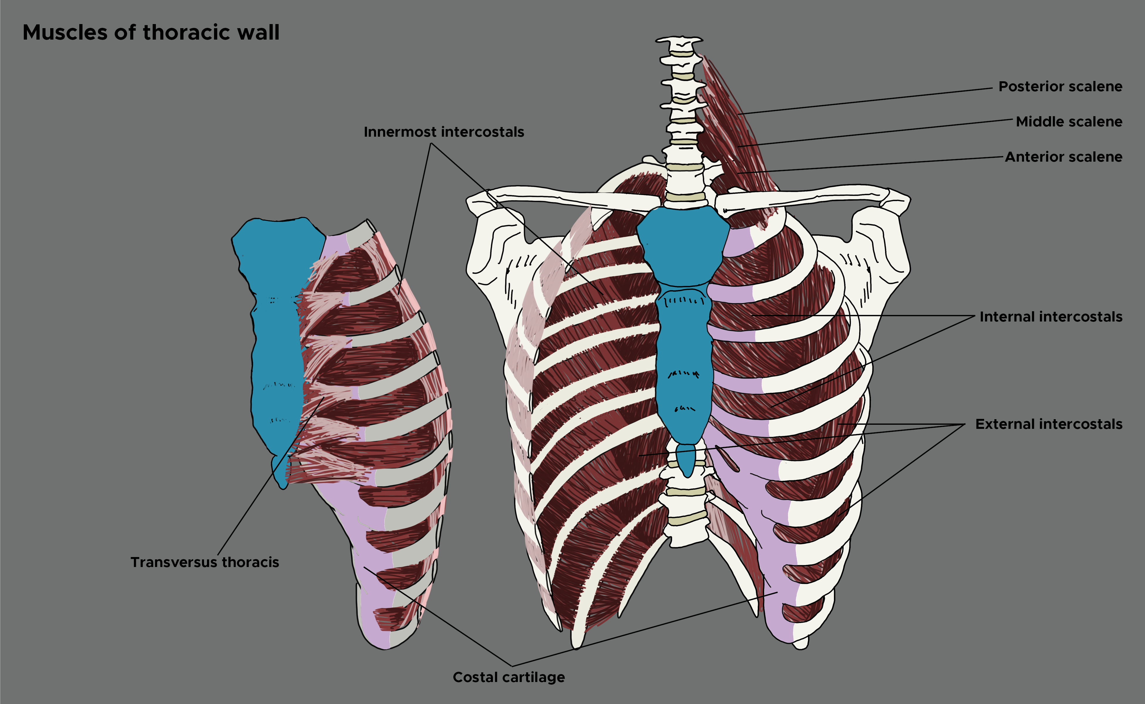 <p>Muscles of the Thoracic Wall
