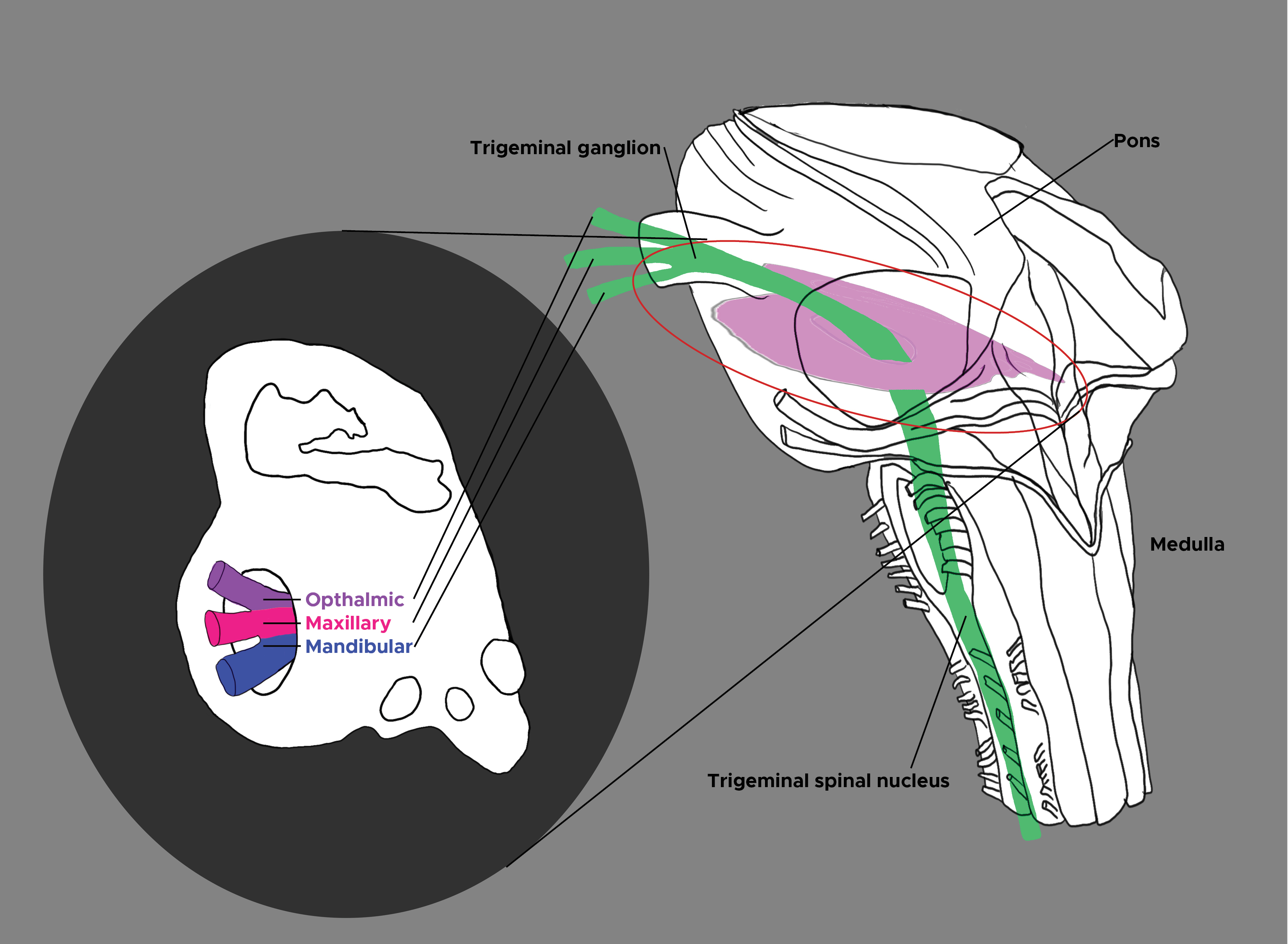 Trigeminal nucleus. Cross section of pons and medulla. Trigeminal ganglion, trigeminal spinal nucleus. Opthalmic, maxillary, and mandibular nerves. 