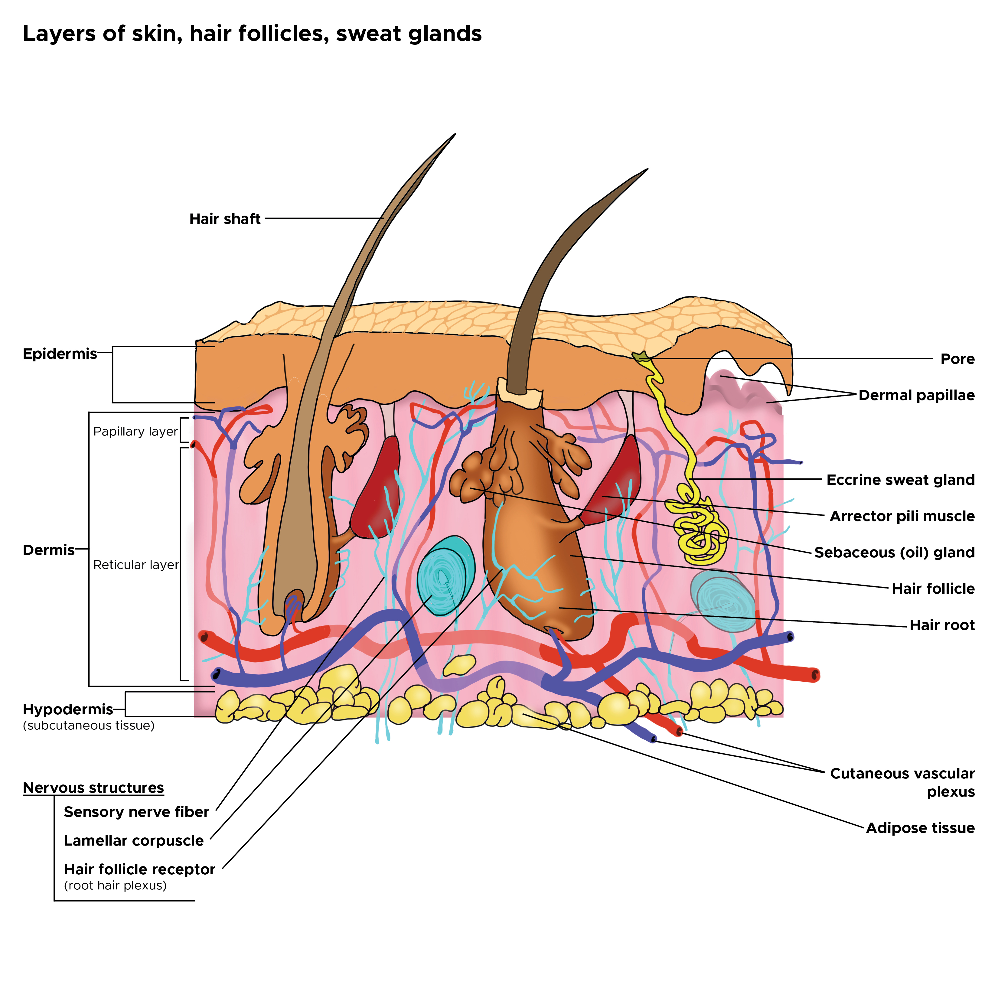 Cross section of layers of the skin. Hair follicles, hair roots and hair shafts, sweat glands, pores, epidermis, dermis, hypodermis. Papillary and reticular layer. Eccrine sweat gland. Arrector pili muscles, sebaceous oil glands. 